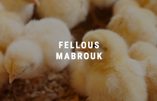 <strong>FELLOUS MARBOUK</strong>