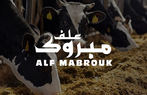 <strong>ALF MABROUK</strong>